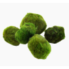 Chladoflora aegagropila XL – Boule de mousse naturelle pour aquarium