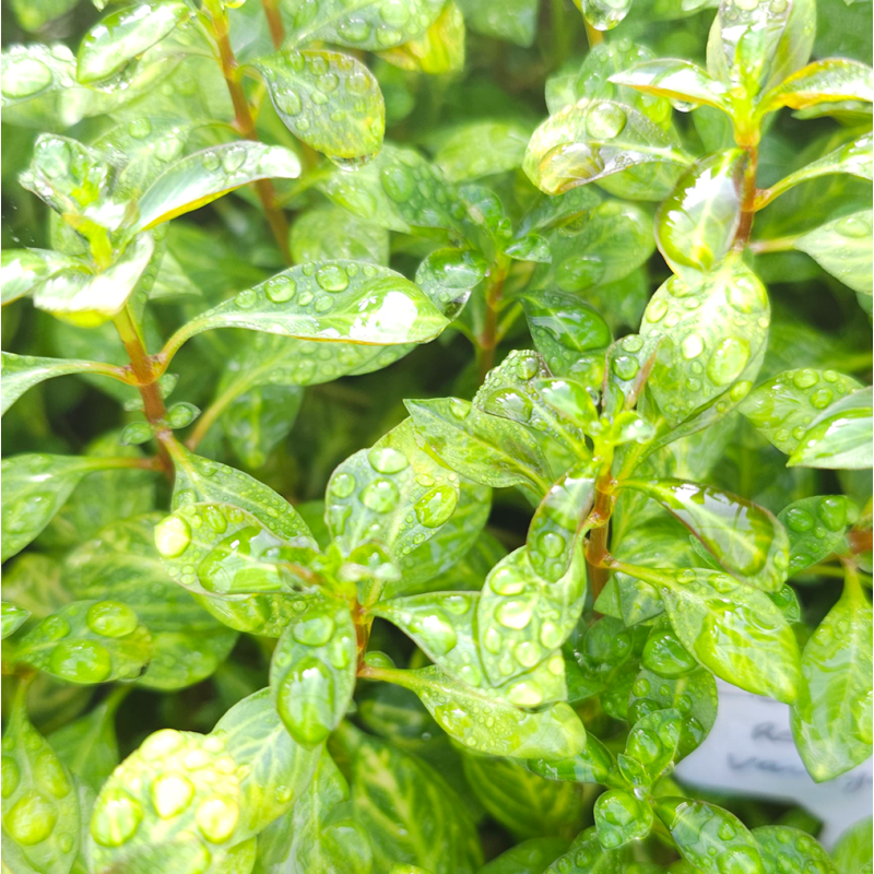 Ludwigia repens variegata