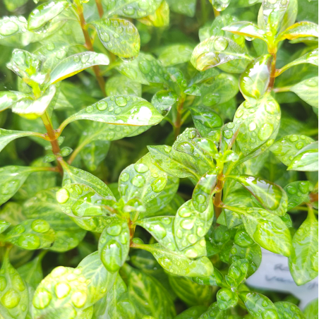 Ludwigia repens variegata