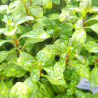 Ludwigia repens variegata