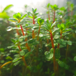 Rotala indica bonsai