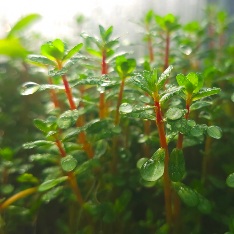 Rotala indica bonsai Rotala indica bonsai
