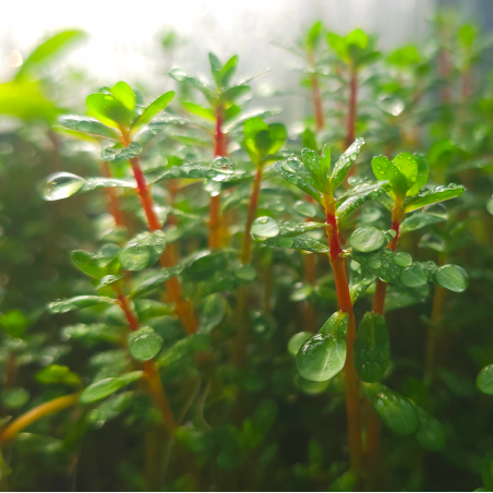 Rotala indica bonsai