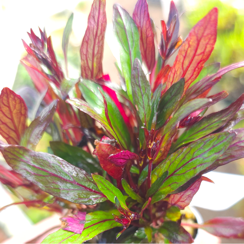 Hemigraphis repanda Hemigraphis repanda
