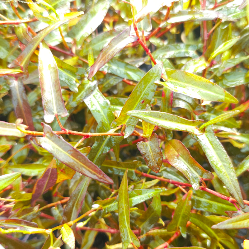 Persicaria praetermissa