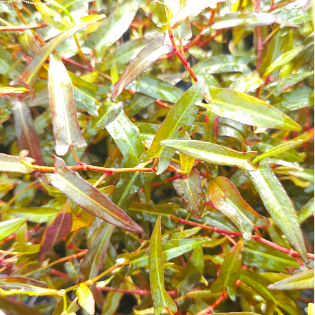 Persicaria praetermissa