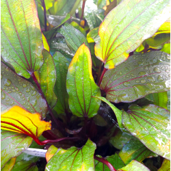 Echinodorus reginae – Plante d’aquarium pour l’arrière-plan