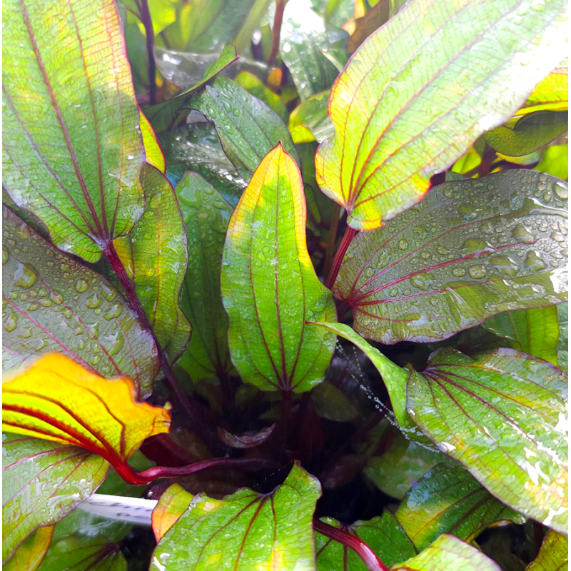 Echinodorus reginae – Plante d’aquarium pour l’arrière-plan Echinodorus reginae – Plante d’aquarium pour l’arrière-plan