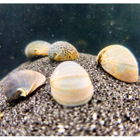 Neritina beluga