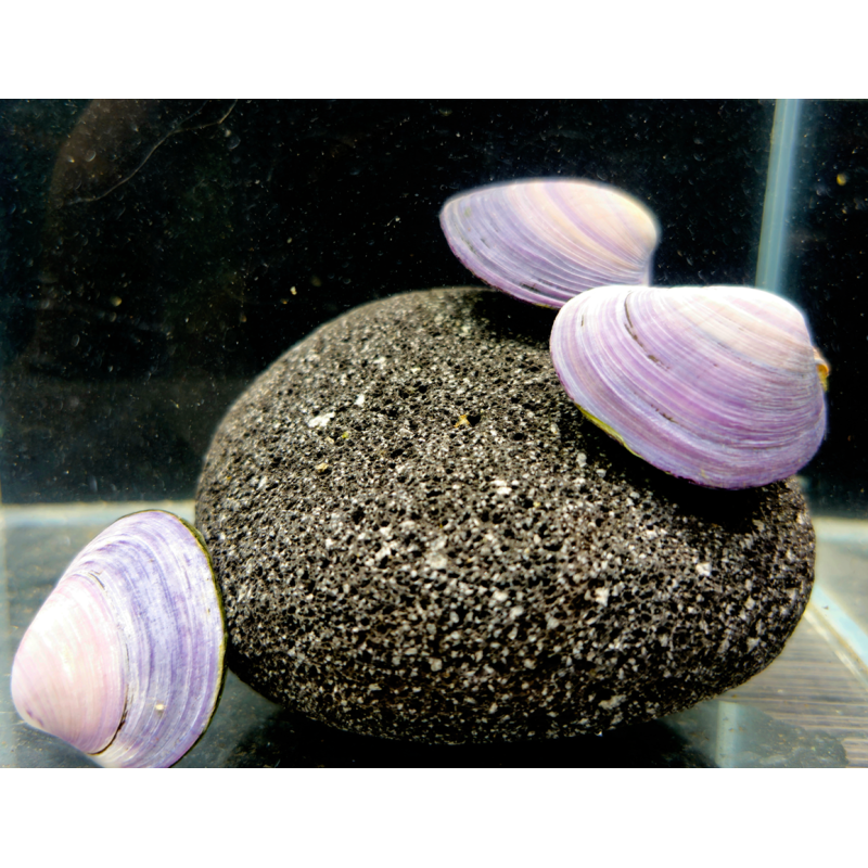 Batissa violacea Batissa violacea