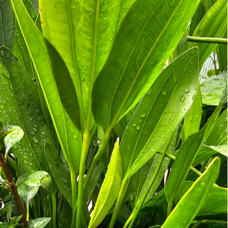 Echinodorus osiris