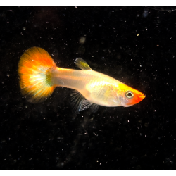 Poecilia reticulata femelle (Guppy) Koi 2.5cm