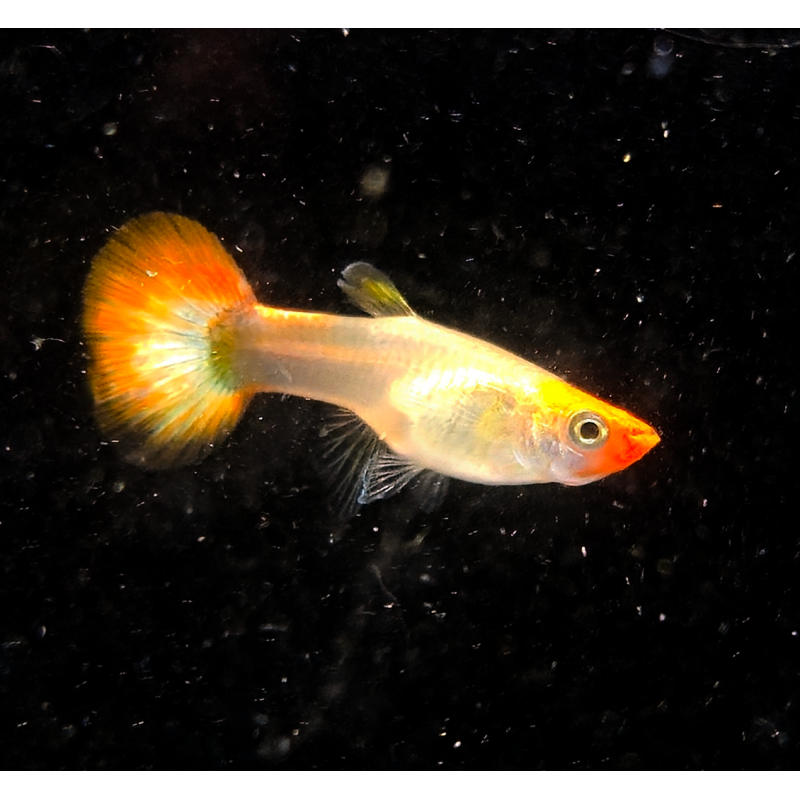 Poecilia reticulata femelle (Guppy) Koi 2.5cm