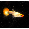 Poecilia reticulata femelle (Guppy) Koi 2.5cm