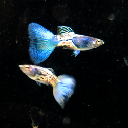 Poecilia reticulata mâle (Guppy) Blue Ventùri 2,5 cm