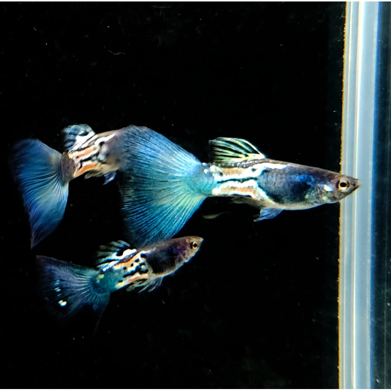 Poecilia reticulata mâle (Guppy) Blue Ventùri 2,5 cm