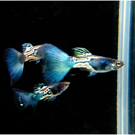 Poecilia reticulata mâle (Guppy) Blue Ventùri 2,5 cm