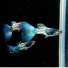 Poecilia reticulata mâle (Guppy) Blue Ventùri 2,5 cm