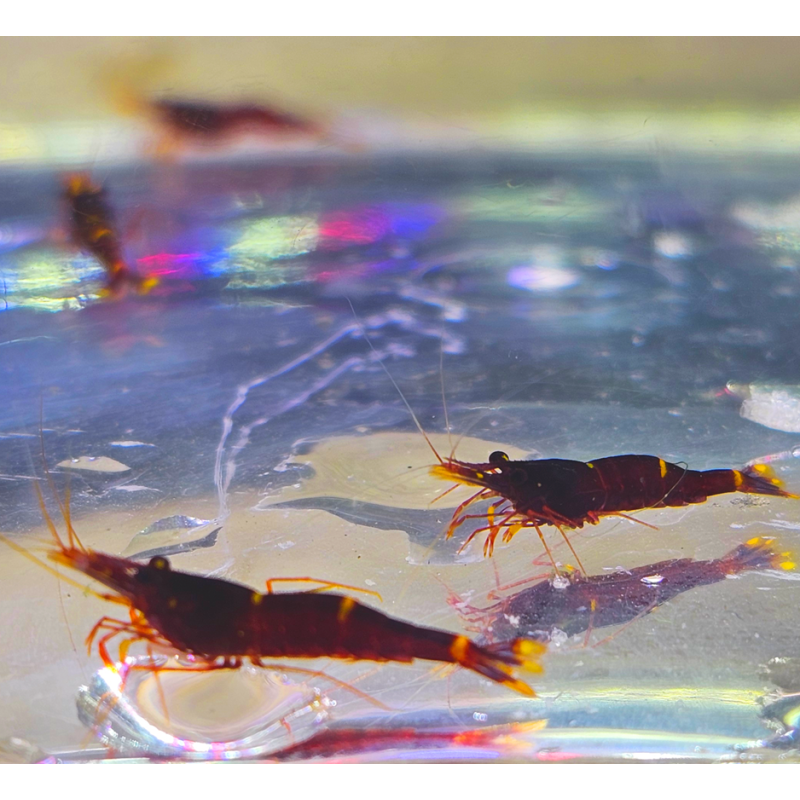 Caridina spinata – Crevette rare de Sulawesi pour aquarium spécifique Caridina spinata – Crevette rare de Sulawesi pour aquarium spécifique