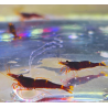 Caridina spinata – Crevette rare de Sulawesi pour aquarium spécifique