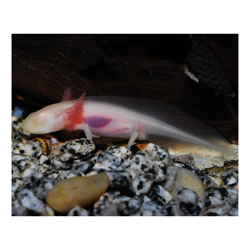 Axolotl albinos 6.5cm( Ambystoma mexicanum albinos ) Axolotl albinos 6.5cm( Ambystoma mexicanum albinos )