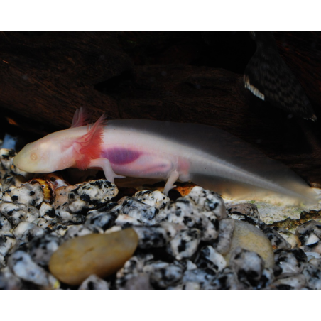 Axolotl albinos 6.5cm( Ambystoma mexicanum albinos )
