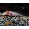 Axolotl albinos 6.5cm( Ambystoma mexicanum albinos )