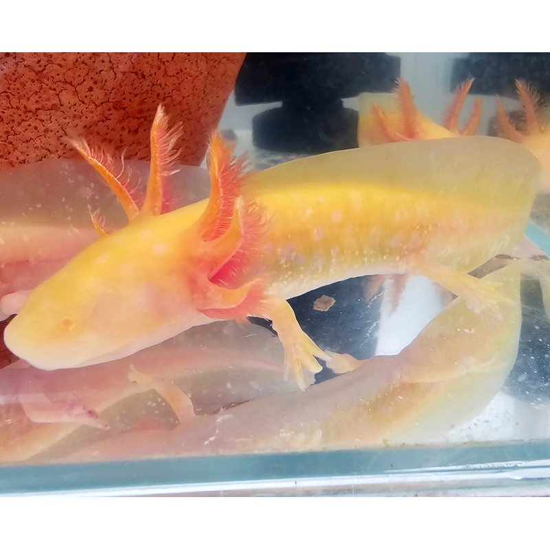 Axolotl yellow pearl 9-11.5cm( Ambystoma mexicanum yellow pearl) Axolotl yellow pearl 9-11.5cm( Ambystoma mexicanum yellow pearl)