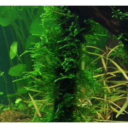 Taxiphyllum sp. 'Spiky Moss' - Mousse