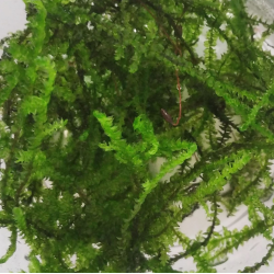 Invitro Mousse - Erect Moss