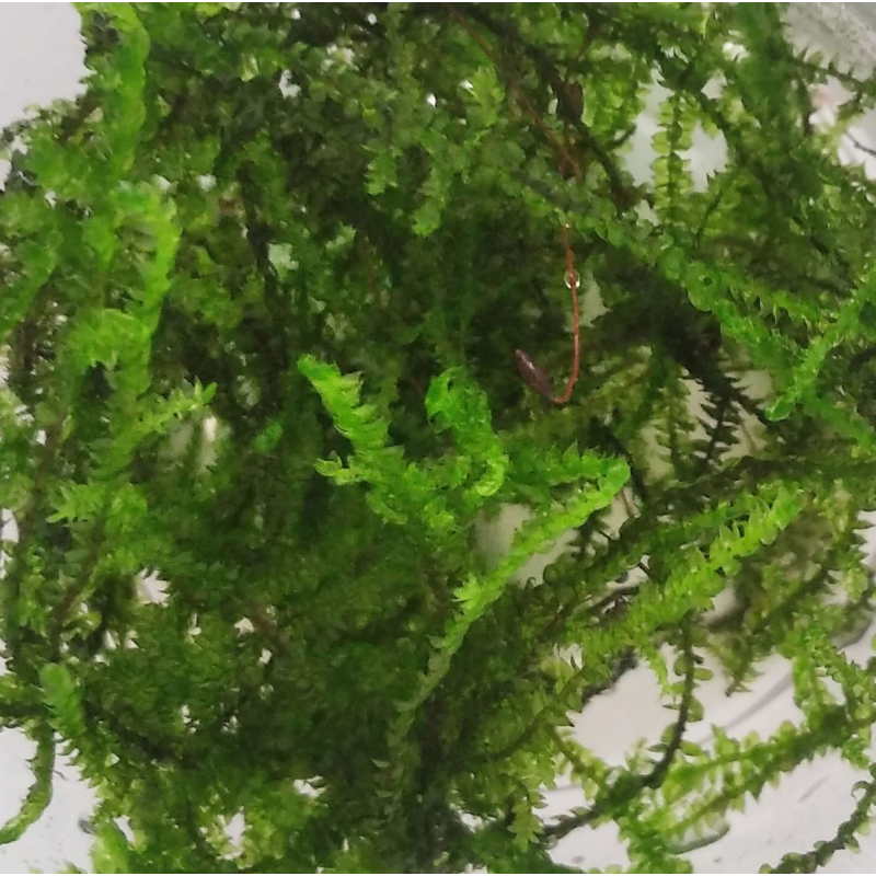 Invitro Mousse - Erect Moss Invitro Mousse - Erect Moss