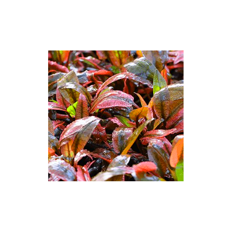 Cryptocoryne flamingo – Plante aquatique aux couleurs uniques Cryptocoryne flamingo – Plante aquatique aux couleurs uniques