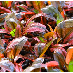 In-Vitro - Cryptocoryne flamingo à seulement 5,95 €