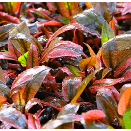 In-Vitro - Cryptocoryne flamingo à seulement 5,95 €