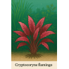 In-Vitro - Cryptocoryne flamingo à seulement 5,95 €
