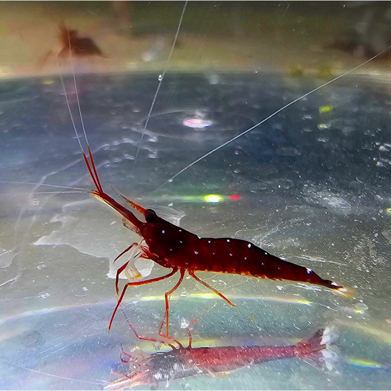 Crevette Cardinal de Sulawesi – Caridina dennerli rare et colorée | Flore-Aquatique.com Crevette Cardinal de Sulawesi – Caridina dennerli rare et colorée | Flore-Aquatique.com