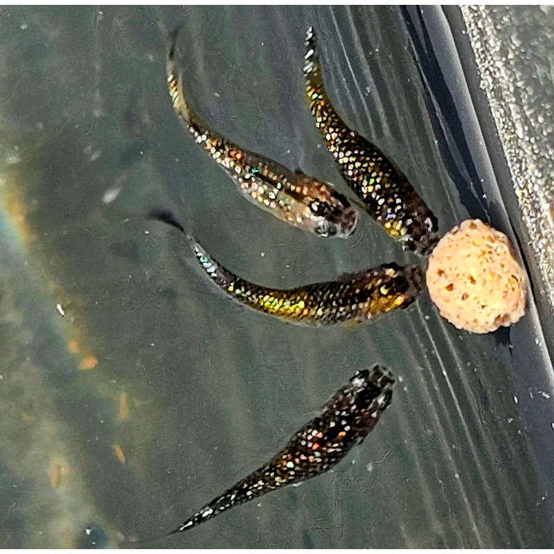 Oryzias latipes "Yosakura" ( Médaka Yosakura )