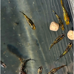 Oryzias latipes "Yosakura" ( Médaka Yosakura )