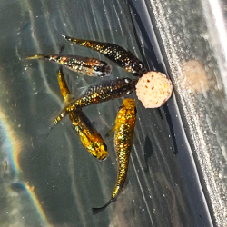 Oryzias latipes "Yosakura" ( Médaka Yosakura )