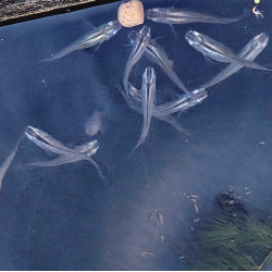 Oryzias latipes "Akoya" (Médaka Akoya)