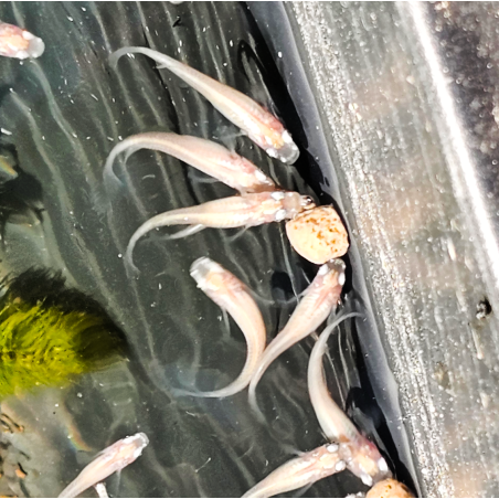 Oryzias latipes "Platinium" ( Médaka Platinium )