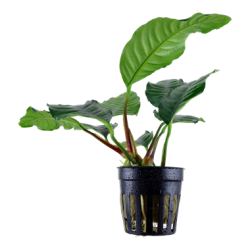Anubias barteri var. 'Coffeifolia'