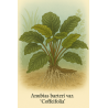 Anubias barteri var. 'Coffeifolia'