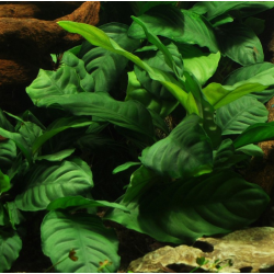 Anubias barteri var. 'Coffeifolia'