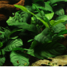 Anubias barteri var. 'Coffeifolia'