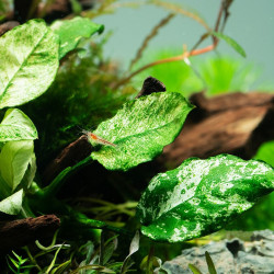 Anubias barteri var. nana ’Pinto’