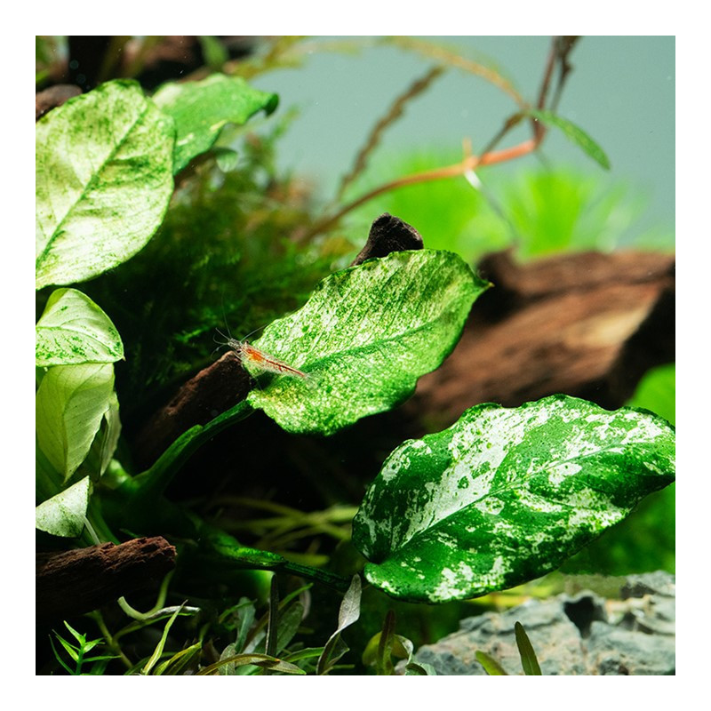 Anubias barteri var. nana ’Pinto’
