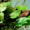 Anubias barteri var. nana ’Pinto’