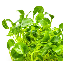 Schismatoglottis prietoi – Plante compacte pour aquarium