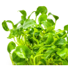 Schismatoglottis prietoi – Plante compacte pour aquarium